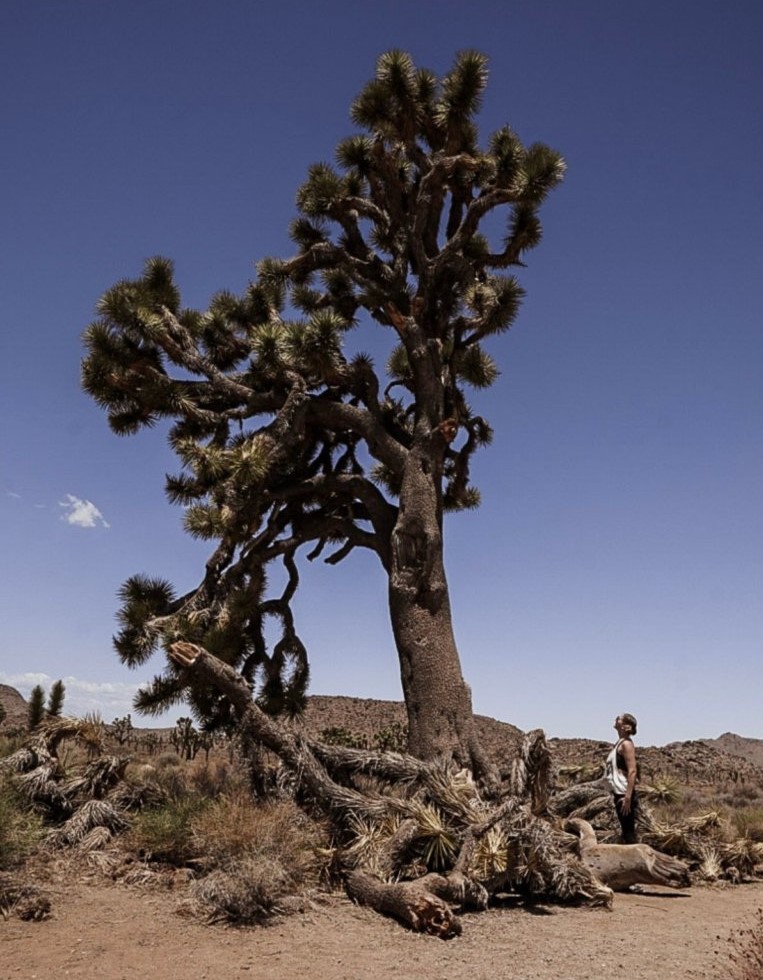 Things to Do on a Road Trip with Friends - Monica exploring Joshua Tree.