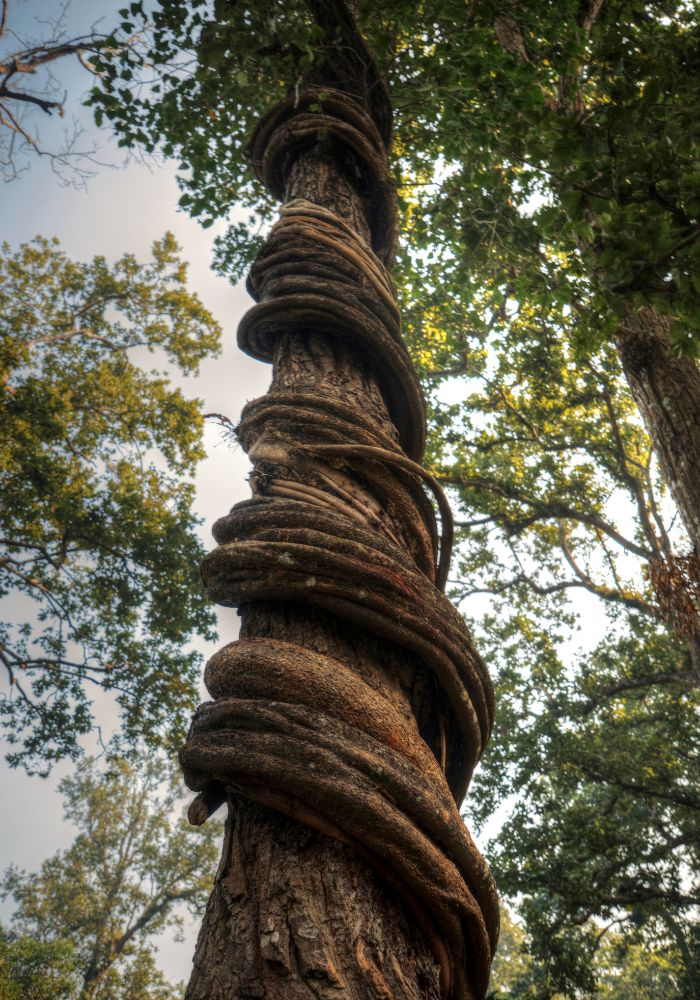 The wild vines seen on a Chitwan jungle safari.